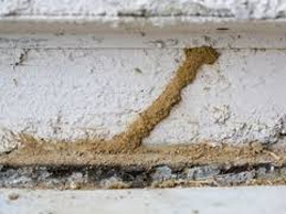 Termite infestation