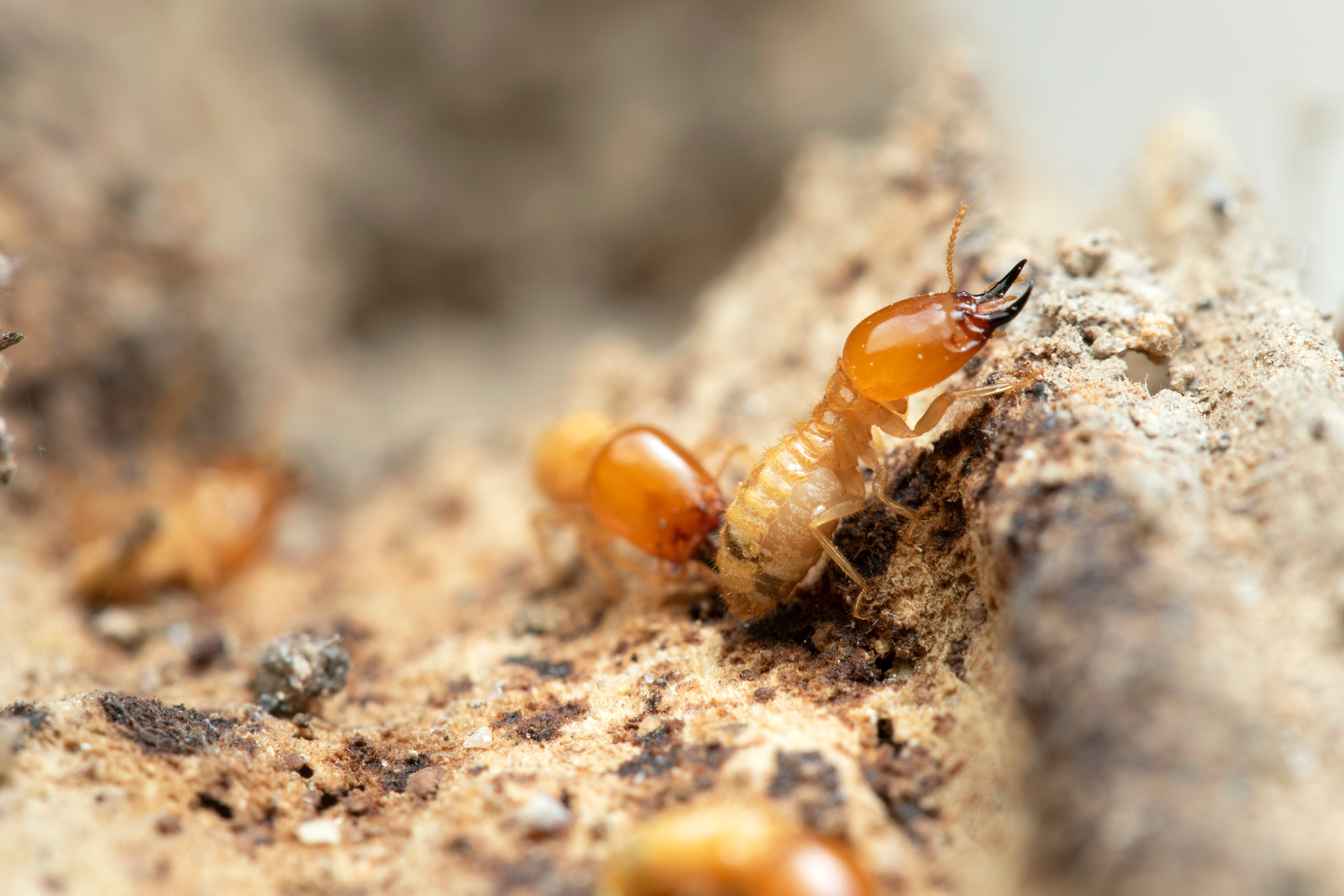 Single termite burrowing